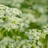 Anise Seed Essential Oil