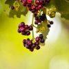 Allspice Essential Oil, (Pimenta Berry)