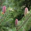 Balsam Fir Essential oil, Canada