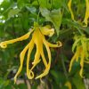 Ylang Ylang Extra Essential Oil (Most Floral)
