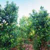 Cinnamon Leaf Essential Oil, Organic