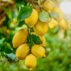 Lemon Essential Oil