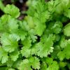 Coriander Sativum