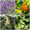 Focus Essential Oil Blend