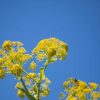 Galbanum