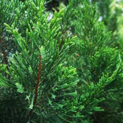 Cedar Wood, Blood Cedar Essential Oil