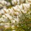 Tea Tree