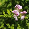 Geranium Rose
