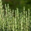 Rosemary Essential Oil