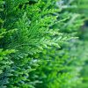 Cedar Leaf (Thuja) Essential Oil