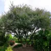 Chaste Tree in garden