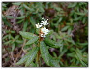 Ledum Essential Oil, Organic