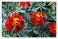 Tagetes Essential Oil, Organic