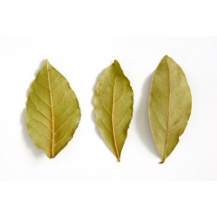 Laurel Leaf Essential Oil