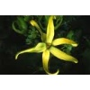 Ylang Ylang Complete Essential Oil