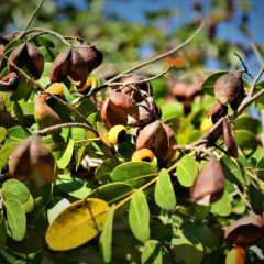Copaiba