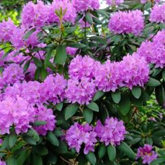 Rhododendron Essential Oil